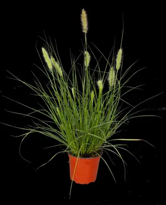 Pennisetum Alopecuroides Hameln (Lampenpoetsersgras) - afbeelding 20