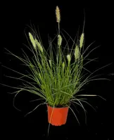 Pennisetum Alopecuroides Hameln (Lampenpoetsersgras) - afbeelding 20