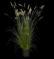 Pennisetum Alopecuroides Hameln (Lampenpoetsersgras) - afbeelding 28