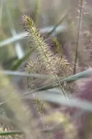 Pennisetum alopecuroides 'Hameln' (Lampepoetsersgras 'Hameln') - afbeelding 1