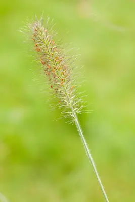 Pennisetum alopecuroides 'Hameln' (Lampepoetsersgras 'Hameln') - afbeelding 13
