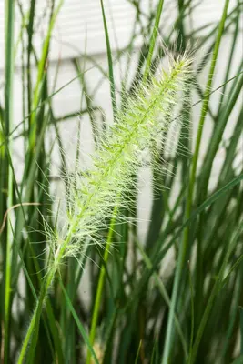 Pennisetum alopecuroides 'Hameln' (Lampepoetsersgras 'Hameln') - afbeelding 14