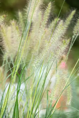 Pennisetum alopecuroides 'Hameln' (Lampepoetsersgras 'Hameln') - afbeelding 35
