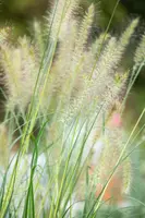 Pennisetum alopecuroides 'Hameln' (Lampepoetsersgras 'Hameln') - afbeelding 35