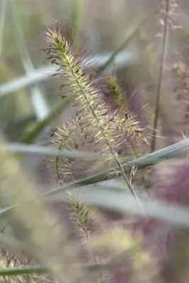 Pennisetum alopecuroides 'Hameln' (Lampepoetsersgras 'Hameln') - afbeelding 4