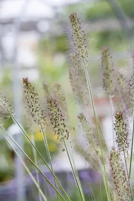 Pennisetum alopecuroides 'Hameln' (Lampepoetsersgras 'Hameln') - afbeelding 8