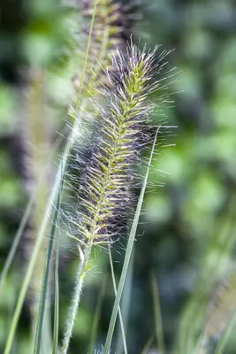 Pennisetum alopecuroides 'Hameln' (Lampepoetsersgras 'Hameln') - afbeelding 13