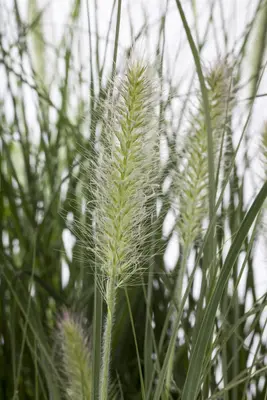 Pennisetum alopecuroides 'Hameln' (Lampepoetsersgras 'Hameln') - afbeelding 14