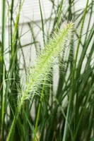 Pennisetum alopecuroides 'Hameln' (Lampepoetsersgras 'Hameln') - afbeelding 17