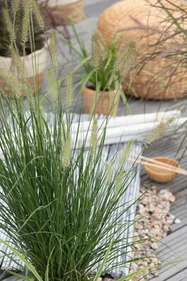 Pennisetum alopecuroides 'Hameln' (Lampepoetsersgras 'Hameln') - afbeelding 23