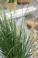 Pennisetum alopecuroides 'Hameln' (Lampepoetsersgras 'Hameln') - afbeelding 25