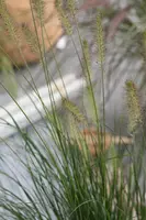 Pennisetum alopecuroides 'Hameln' (Lampepoetsersgras 'Hameln') - afbeelding 27