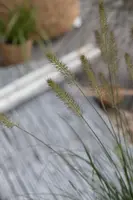 Pennisetum alopecuroides 'Hameln' (Lampepoetsersgras 'Hameln') - afbeelding 28