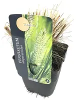 Pennisetum alopecuroides 'Hameln' (Lampepoetsersgras 'Hameln') - afbeelding 1