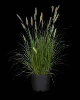 Pennisetum alopecuroides 'Hameln' (Lampepoetsersgras 'Hameln') - afbeelding 31