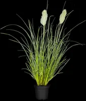 Pennisetum alopecuroides 'Hameln' (Lampepoetsersgras 'Hameln') - afbeelding 9