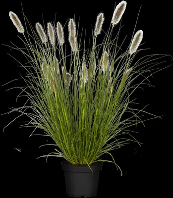 Pennisetum alopecuroides 'Hameln' (Lampepoetsersgras 'Hameln') - afbeelding 11