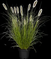 Pennisetum alopecuroides 'Hameln' (Lampepoetsersgras 'Hameln') - afbeelding 11