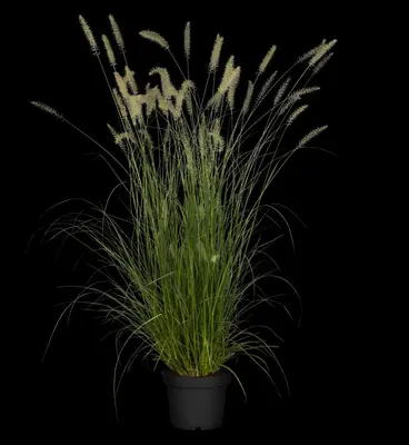 Pennisetum alopecuroides 'Hameln' (Lampepoetsersgras 'Hameln') - afbeelding 29