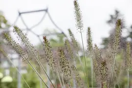 Pennisetum alopecuroides 'Hameln' (Lampepoetsersgras 'Hameln') - afbeelding 4