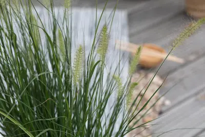 Pennisetum alopecuroides 'Hameln' (Lampepoetsersgras 'Hameln') - afbeelding 19