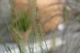 Pennisetum alopecuroides 'Hameln' (Lampepoetsersgras 'Hameln') - afbeelding 23