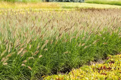 Pennisetum alopecuroides 'Hameln' (Lampepoetsersgras 'Hameln') - afbeelding 37