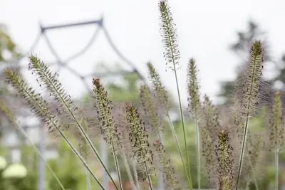 Pennisetum alopecuroides 'Hameln' (Lampepoetsersgras 'Hameln') - afbeelding 7