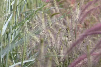 Pennisetum alopecuroides 'Hameln' (Lampepoetsersgras 'Hameln') - afbeelding 10