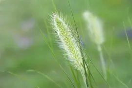 Pennisetum alopecuroides 'Hameln' (Lampepoetsersgras 'Hameln') - afbeelding 19