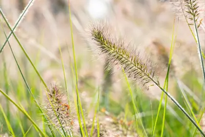 Pennisetum alopecuroides 'Hameln' (Lampepoetsersgras 'Hameln') - afbeelding 32