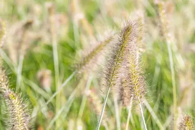 Pennisetum alopecuroides 'Hameln' (Lampepoetsersgras 'Hameln') - afbeelding 35