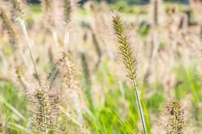Pennisetum alopecuroides 'Hameln' (Lampepoetsersgras 'Hameln') - afbeelding 36