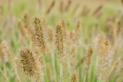 Pennisetum alopecuroides 'Hameln' (Lampepoetsersgras 'Hameln') - afbeelding 43