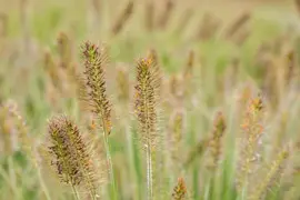 Pennisetum alopecuroides 'Hameln' (Lampepoetsersgras 'Hameln') - afbeelding 43