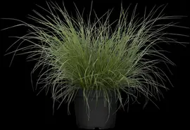 Pennisetum alopecuroides 'Hameln' (Lampepoetsersgras 'Hameln') - afbeelding 12