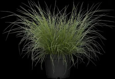 Pennisetum alopecuroides 'Hameln' (Lampepoetsersgras 'Hameln') - afbeelding 15