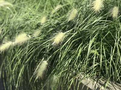 Pennisetum alopecuroides 'Hameln' (Lampepoetsersgras 'Hameln') - afbeelding 2
