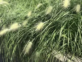Pennisetum alopecuroides 'Hameln' (Lampepoetsersgras 'Hameln') - afbeelding 2