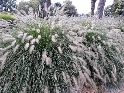 Pennisetum alopecuroides 'Hameln' (Lampepoetsersgras 'Hameln') - afbeelding 3