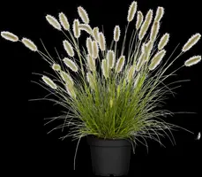 Pennisetum alopecuroides 'Hameln' (Lampepoetsersgras 'Hameln') - afbeelding 12