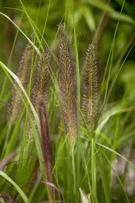 Pennisetum alopecuroides var. viridescens (Lampepoetsergras) - afbeelding 4