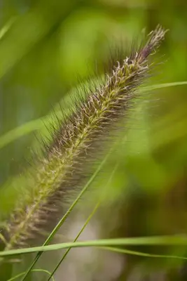 Pennisetum alopecuroides var. viridescens (Lampepoetsergras) - afbeelding 5