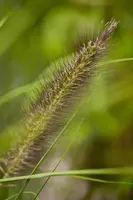 Pennisetum alopecuroides var. viridescens (Lampepoetsergras) - afbeelding 5