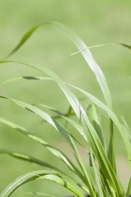 Pennisetum alopecuroides var. viridescens (Lampepoetsergras) - afbeelding 6