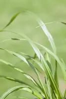 Pennisetum alopecuroides var. viridescens (Lampepoetsergras) - afbeelding 6