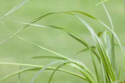 Pennisetum alopecuroides var. viridescens (Lampepoetsergras) - afbeelding 7