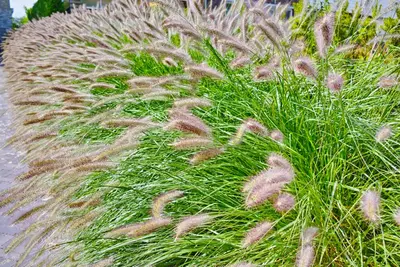 Pennisetum alopecuroides var. viridescens (Lampepoetsergras) - afbeelding 1