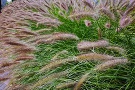 Pennisetum alopecuroides var. viridescens (Lampepoetsergras) - afbeelding 2