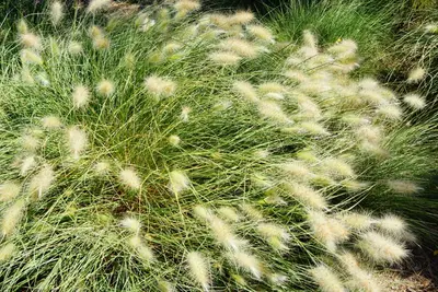 Pennisetum alopecuroides var. viridescens (Lampepoetsergras) - afbeelding 3